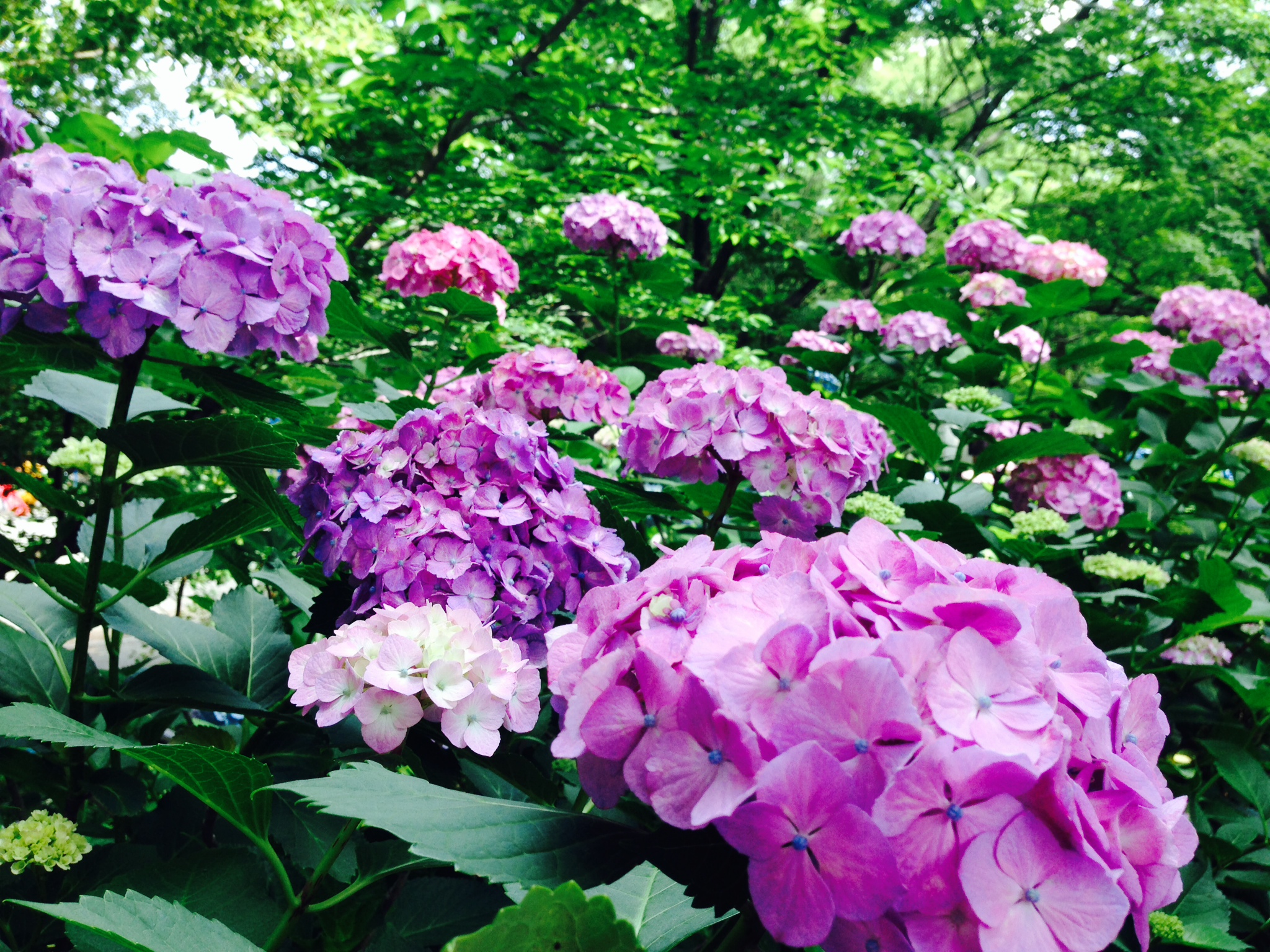 あじさい 花ショウブが見頃です 鶴舞公園の花まつり 名古屋市中区子ども英語教室 鶴舞駅徒歩7分イングリッシュファクトリー
